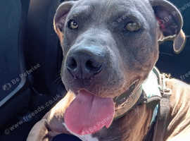 Blue brindle male staffy cross in Yapton