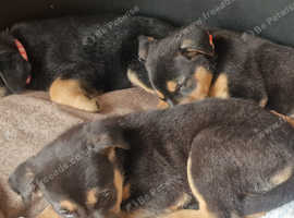 German shepherd, bullmastiff x border collie puppys