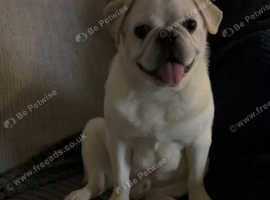 Boy pug