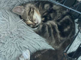 2 kittens that need forever home