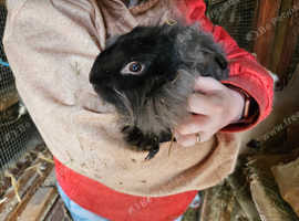 Continental Giant x Lion Lop