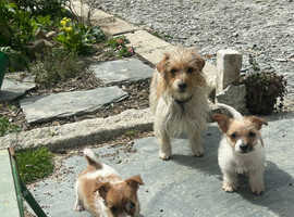 Short-legged, Small type Jack Russell Puppies