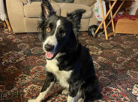 Border collie