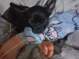 Jackawawa puppys