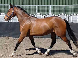 Stunning 3 year old  Filly Irish Sports Horse
