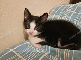 TWO GORGEOUS BROTHER KITTENS READY FOR A FOREVER HOME!