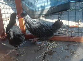 Mix maran chicks for sale