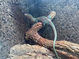 Captive bred green tree monitors