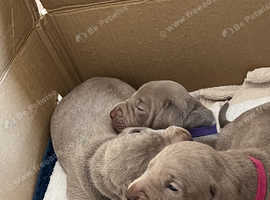 Weimaraner silver ghost puppies 2 beautiful girls