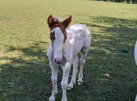 Cob colt