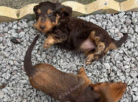 Puppies