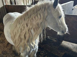 Registered TGCA part bred mare
