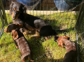 Dachshund puppies
