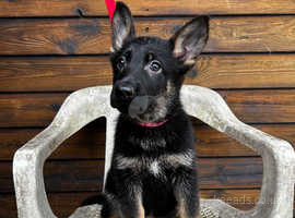 Health checked and ready German shepherds