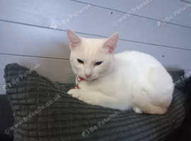 Beautiful british shorthair kitten for sale