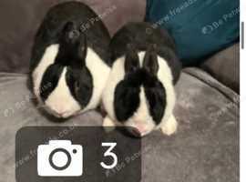 Docile female rabbit