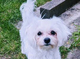 Maltese puppies: last girl