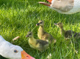 Goose family with three Goslings