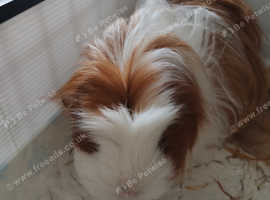 3 guinea pigs looking for a forever home.