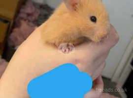 3 month old female Syrian hamster