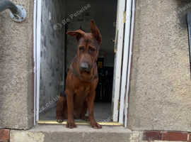 Laizhou Hong (Chinese red dog) puppies for sale.