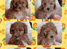 Outstanding Cavapoo puppies