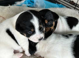 3 jack Russell puppies for sale