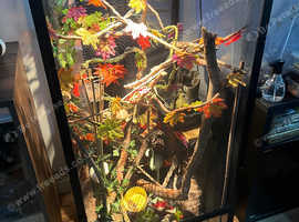 Chameleons with full set up for sale