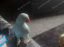 Parrot with cage