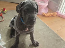 Puppy bluey his name
