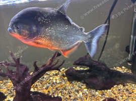 Red bellied pirahna