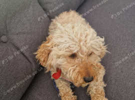 Toy poodle