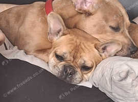 2 x dogs for sale dachshund and a frenchie