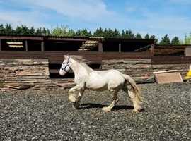 Clydesdale xcob red roan 4th Oct 21 gelding