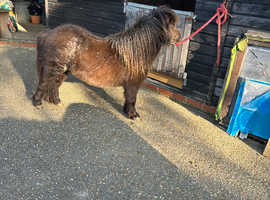 Miniature Shetland fillies