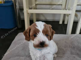Litter of 5 cavapoos F2