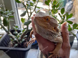 Year old bearded dragon