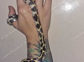 Female king snake