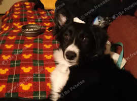 Merle border collie for sale hotsell