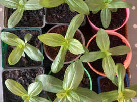 Zinnia plants