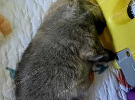 Fluffy pomeranian puppies KC registered