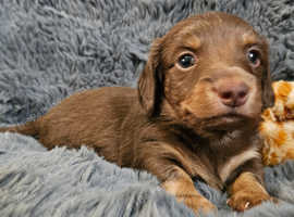 Beautiful miniature Dachshunds