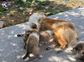 KC REGISTERED ROUGH COLLIE SABLE AND WHITE MALE PUPPIES