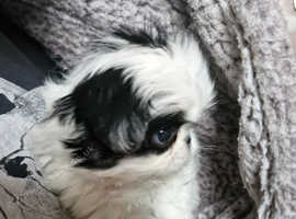 Japanese chin puppie girl