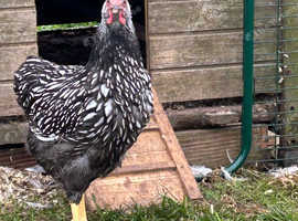 Wyndotte Rooster