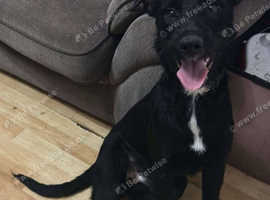 greyhound cross bedlington terrier