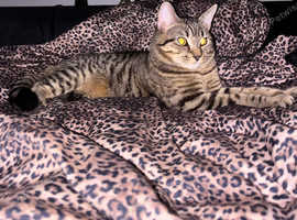 Tabby Cat