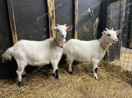 Pygmy Baby Female Goats in Louth on Freeads Classifieds - Goats classifieds