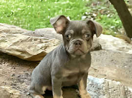 Male frenchie little gem!