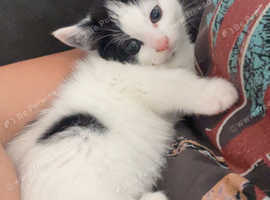Bombay cross Turkish angora